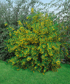 Siberian Peashrub planted in a landscape, lots of small bright yellow flowers emerging from small green foliage