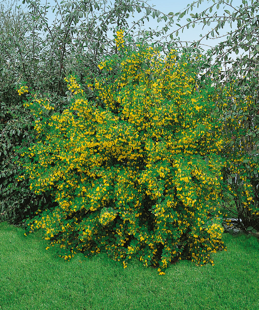 Siberian Peashrub planted in a landscape, lots of small bright yellow flowers emerging from small green foliage