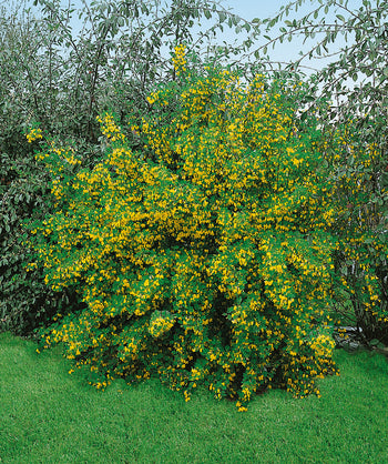 Siberian Peashrub planted in a landscape, lots of small bright yellow flowers emerging from small green foliage