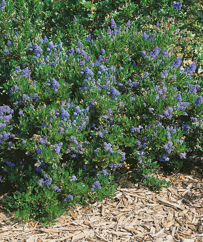 Victoria California Lilac planted in a landscape, small pyramidal clusters of small purple-blue flowers emerging from green foliage