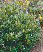 Close up of Otto Luyken Cherry Laurel planted in a landscape, long narrow leaves that are shiny and dark green on the top with a lighter green underside