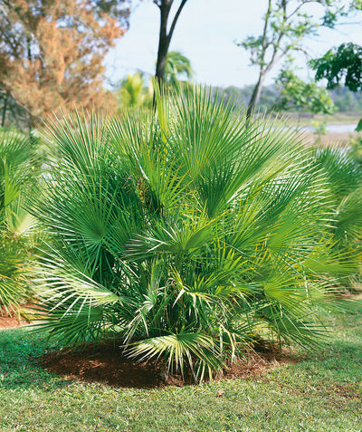European Fan Palm planted in a landscape, long green fronds