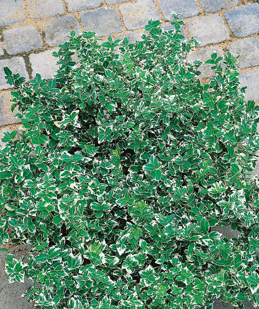 Close up of Emerald Gaiety Euonymus, small green conical shaped foliage with white edges
