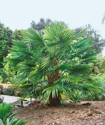 Windmill Palm planted in a landscape, long fronds that are green in color emerging from a brown hairy looking trunk