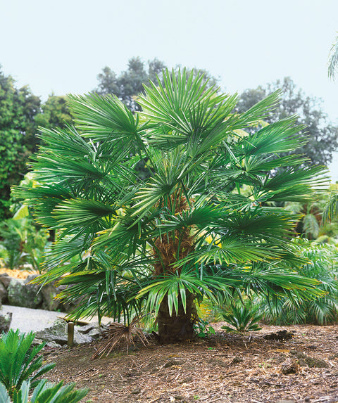 best time to plant windmill palm Windmill Palm
