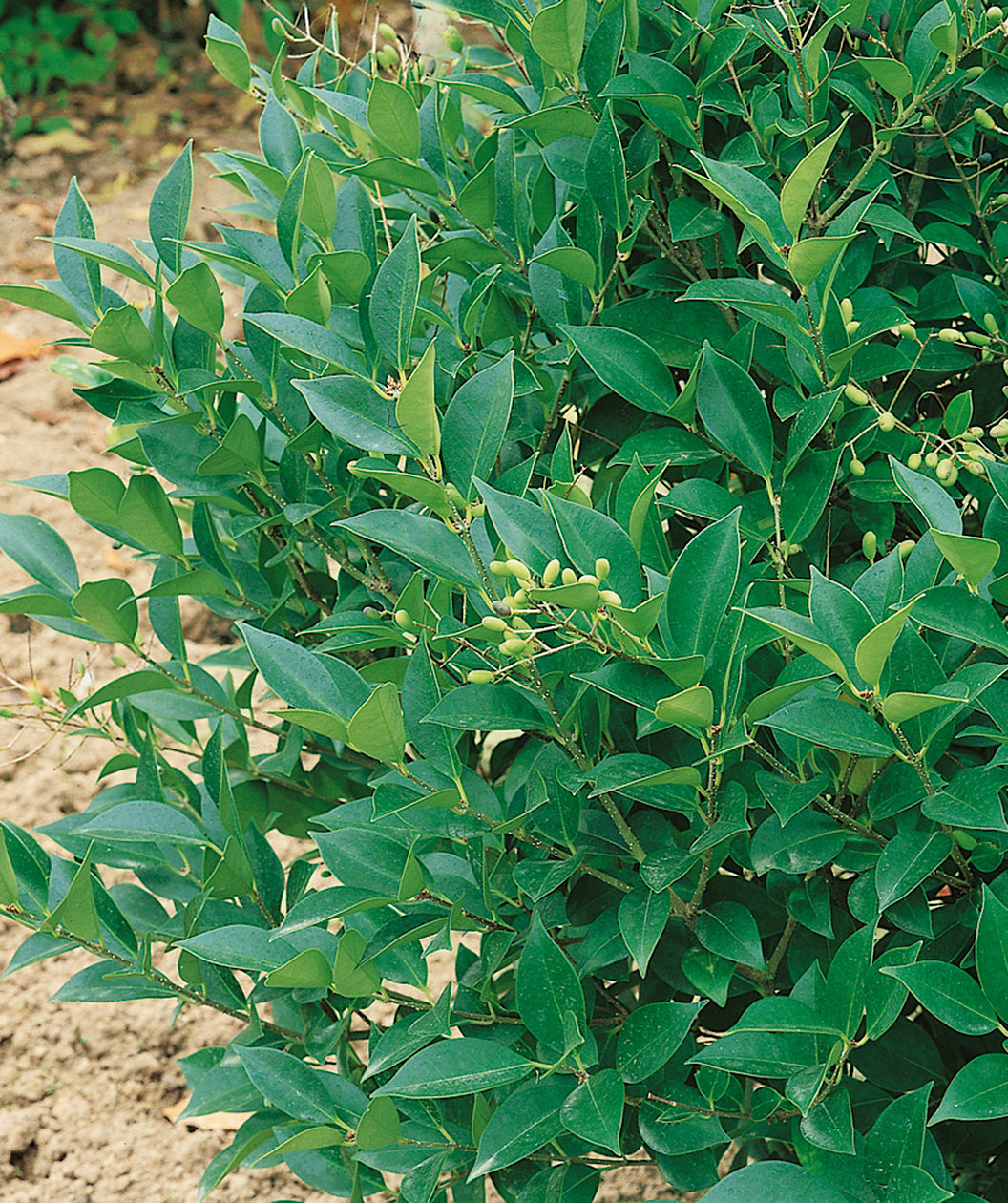 Close up of Japanese Privet, dark green conical shaped foliage
