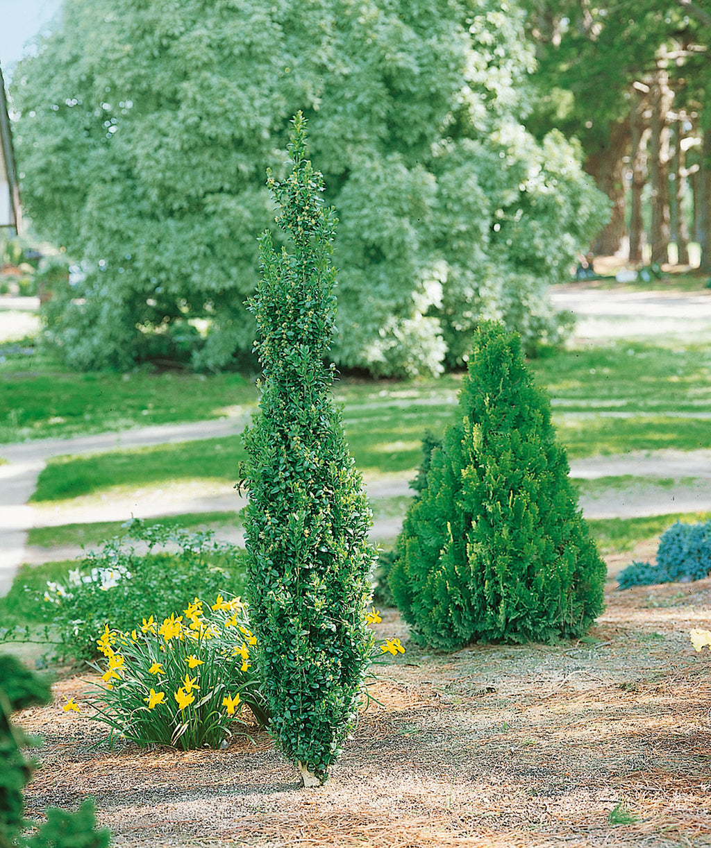 Graham Blandy Boxwood planted in a landscape, upright growing evergreen shrub with small green conical shaped foliage