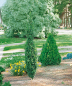 Graham Blandy Boxwood planted in a landscape, upright growing evergreen shrub with small green conical shaped foliage