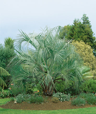 Pindo Palm planted in a landscape, long blue-green colored fronds