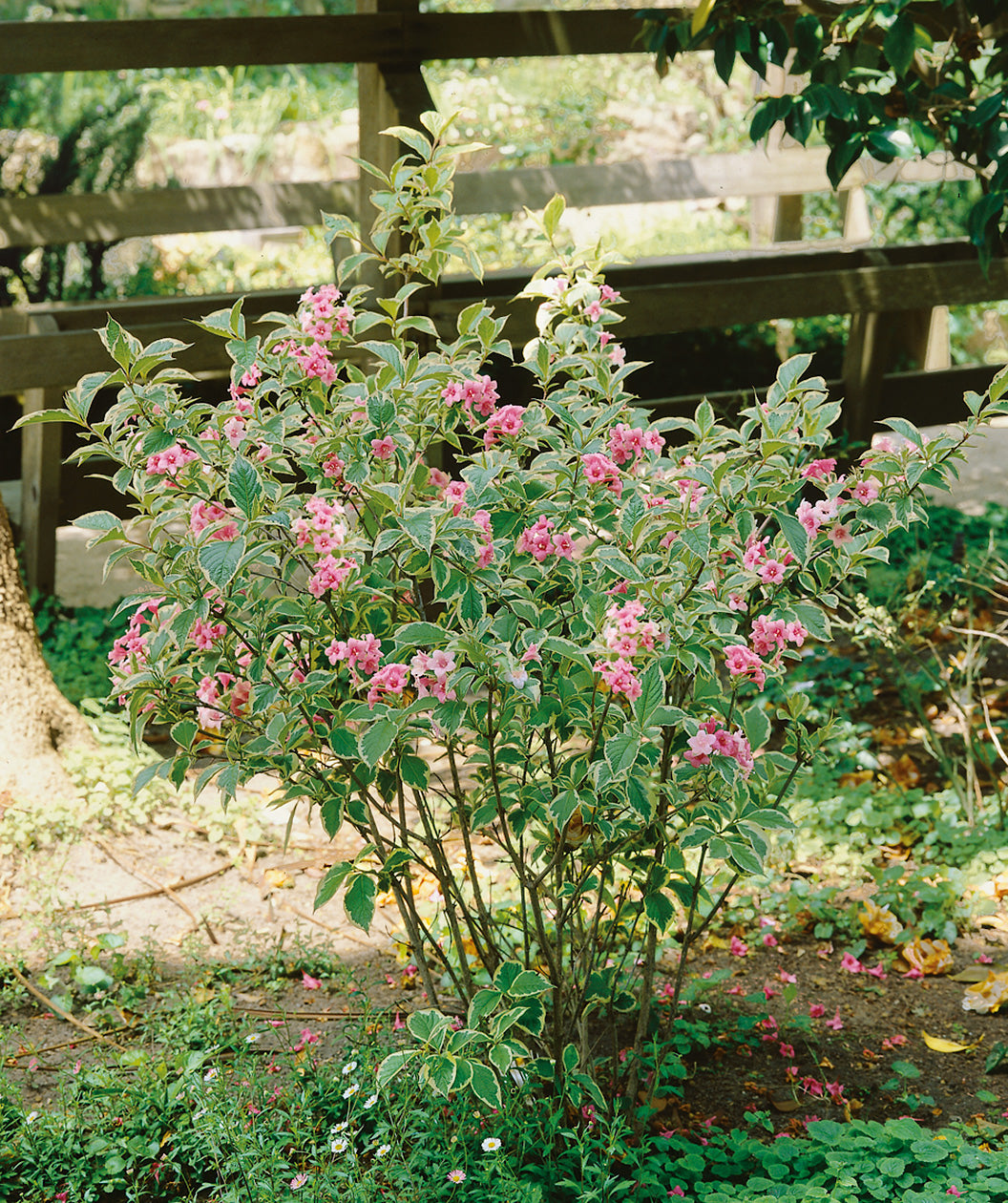 Variegated Dwarf Weigela planted in a landscape, small pink tubular flowers emerging from crinkled looking conical shaped foliage that is green with white edges