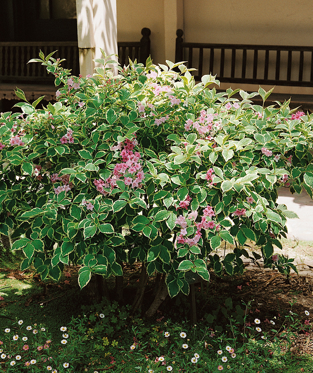 Variegated Dwarf Weigela planted in a landscape, small pink tubular flowers emerging from crinkled looking conical shaped foliage that is green with white edges