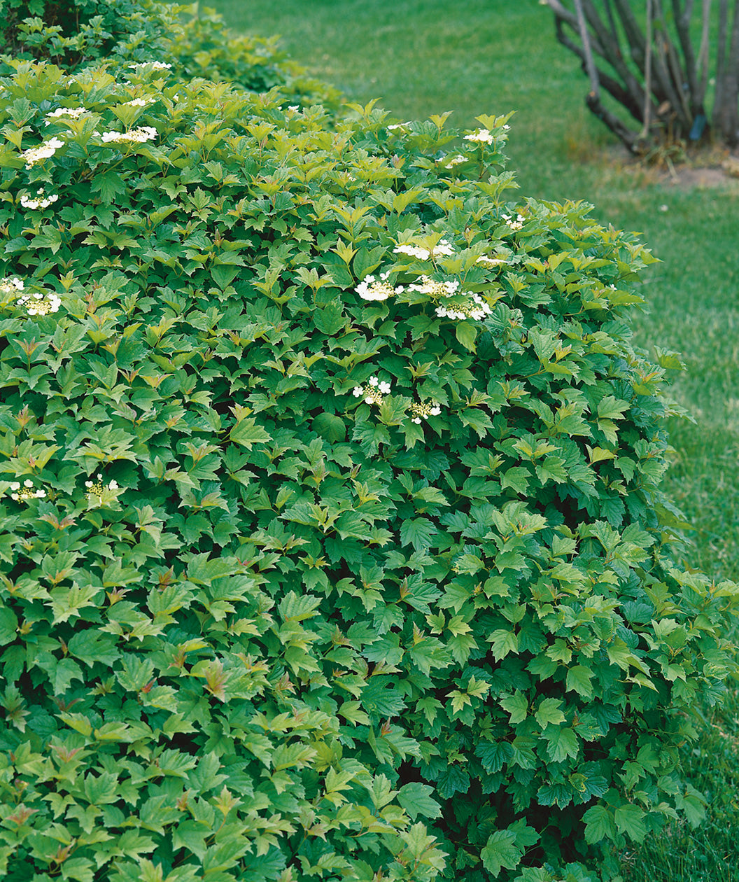 Close up of Dwarf European Cranberrybush Viburnum. small clusters of small white flowers emerging from green foliage