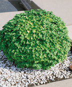 Dwarf European Cranberrybush Viburnum planted in a landscape, small round growing shrub with green foliage