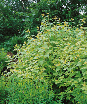 Nuggget Ninebark planted in a landscape, light green to yellow uniquely shaped foliage