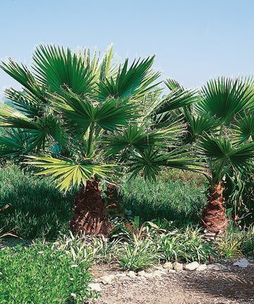 planting mexican fan palm Mexican Fan Palm