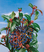 Close up of David Viburnum berries, small blue berries on red colored stems with green oblong oval shaped foliage
