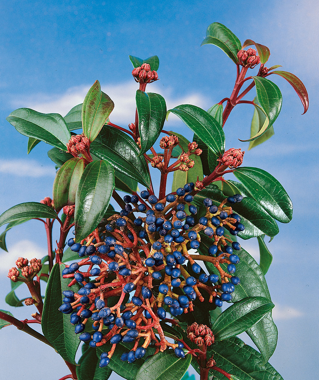 Close up of David Viburnum berries, small blue berries on red colored stems with green oblong oval shaped foliage