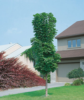Columnar Norway Maple | Bower & Branch