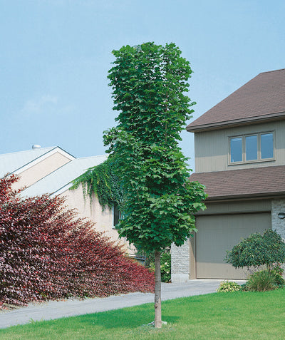 Columnar Norway Maple planted in a landscape, upright branching covered in green lobed leaves