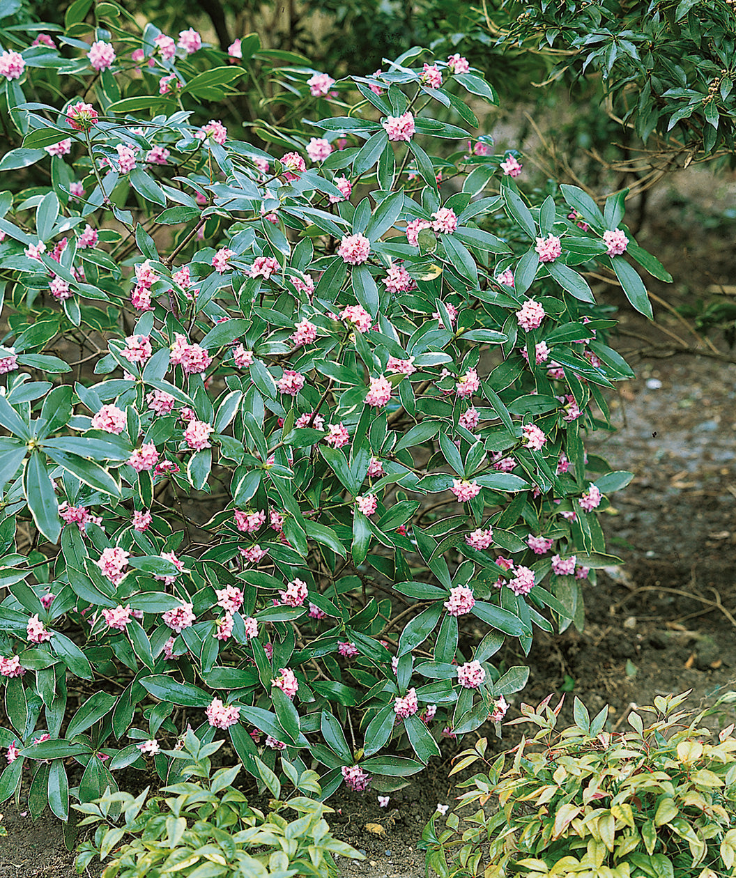 Variegated Winter Daphne planted in a landscape, Small pink to white flowers emerging from shiny green conical shaped leaves with yellow edges