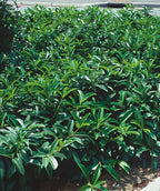 Mount Vernon English Laurel planted in a landscape, shrub with long narrow green oval shaped leaves