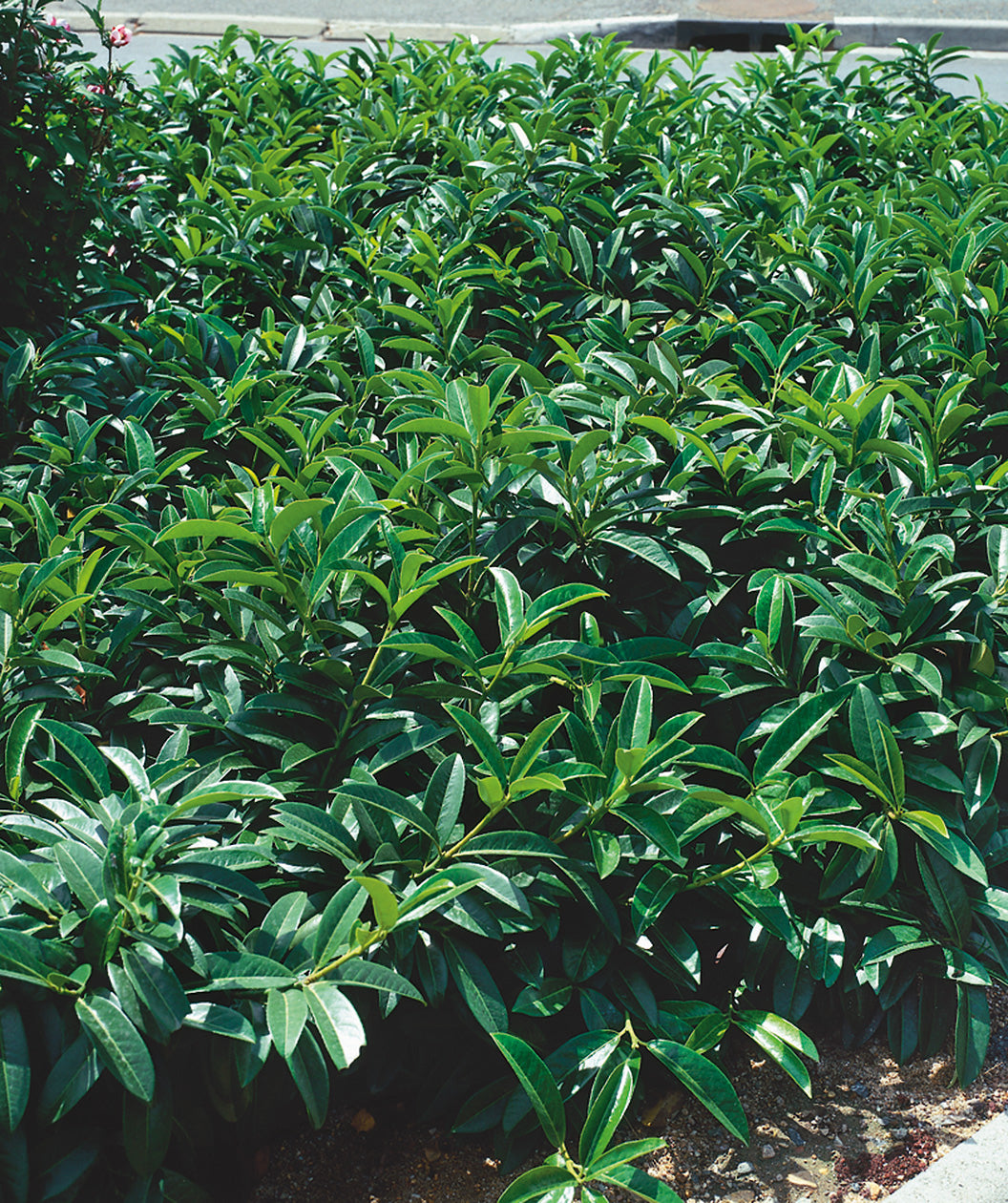 Mount Vernon English Laurel planted in a landscape, shrub with long narrow green oval shaped leaves