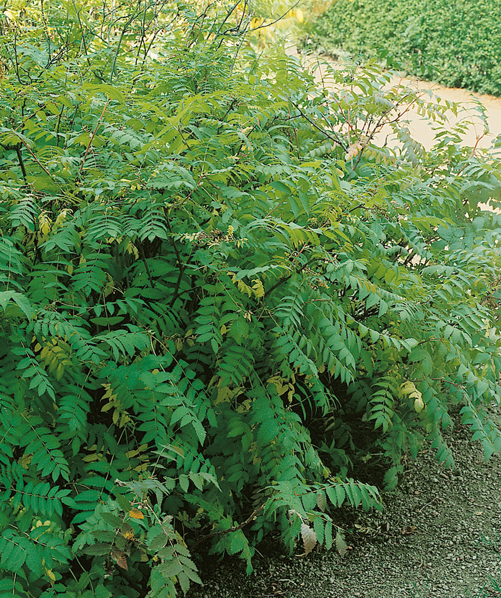 False Spirea planted in a landscape, small green football shaped leaves
