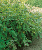 False Spirea planted in a landscape, small green football shaped leaves