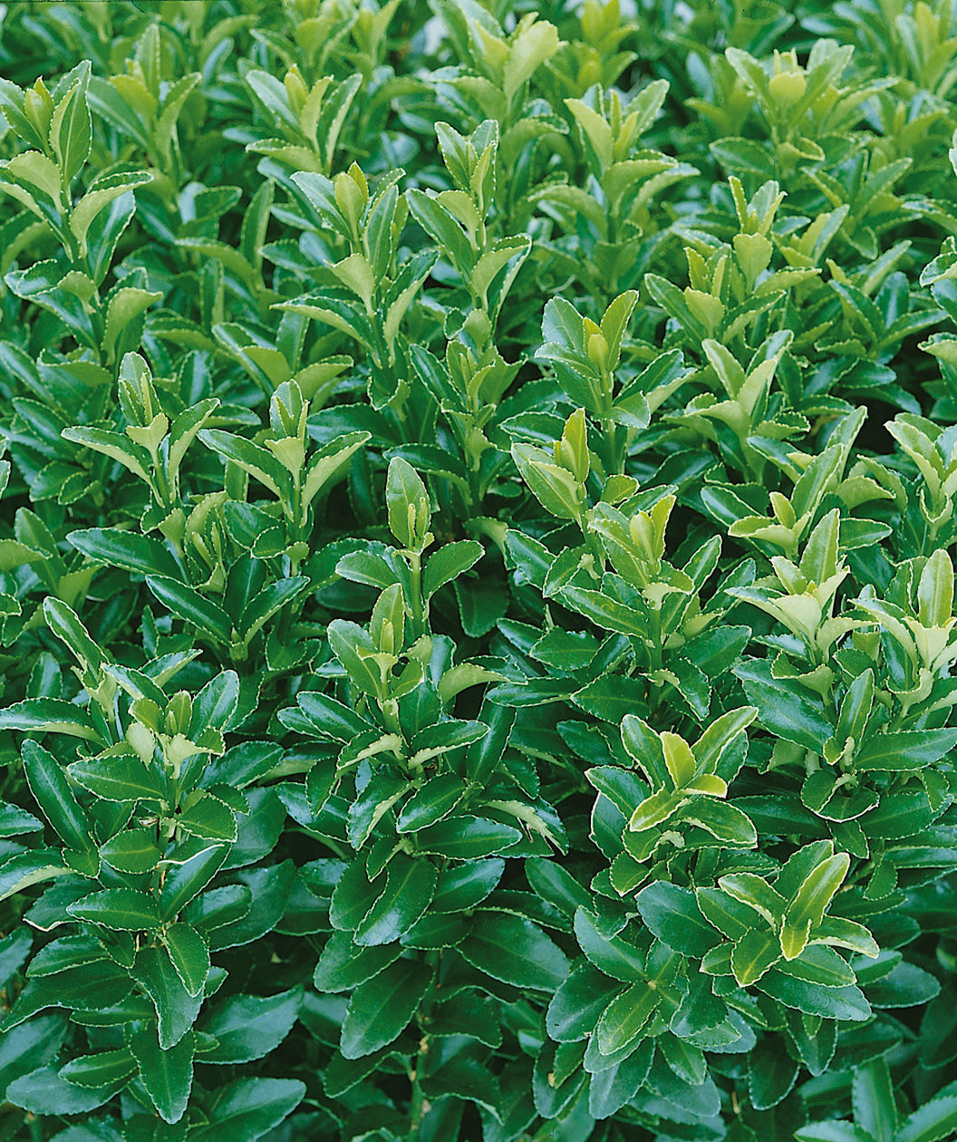 Close up of Green Spire Euonymus foliage, dark green to light green pyramidal shaped foliage