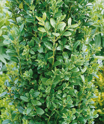 Close up of Graham Blandy Boxwood foliage small green conical shaped evergreen foliage on upright branching