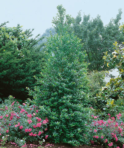 Eagleston Holly planted in a landscape, pyramidal growing tree with green evergreen foliage