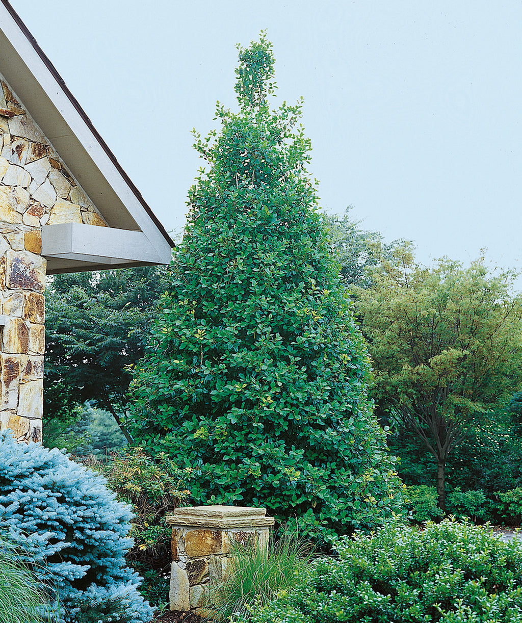 Eagleston Holly | Bower & Branch