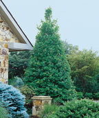 Eagleston Holly planted in a landscape, pyramidal growing tree with green evergreen foliage