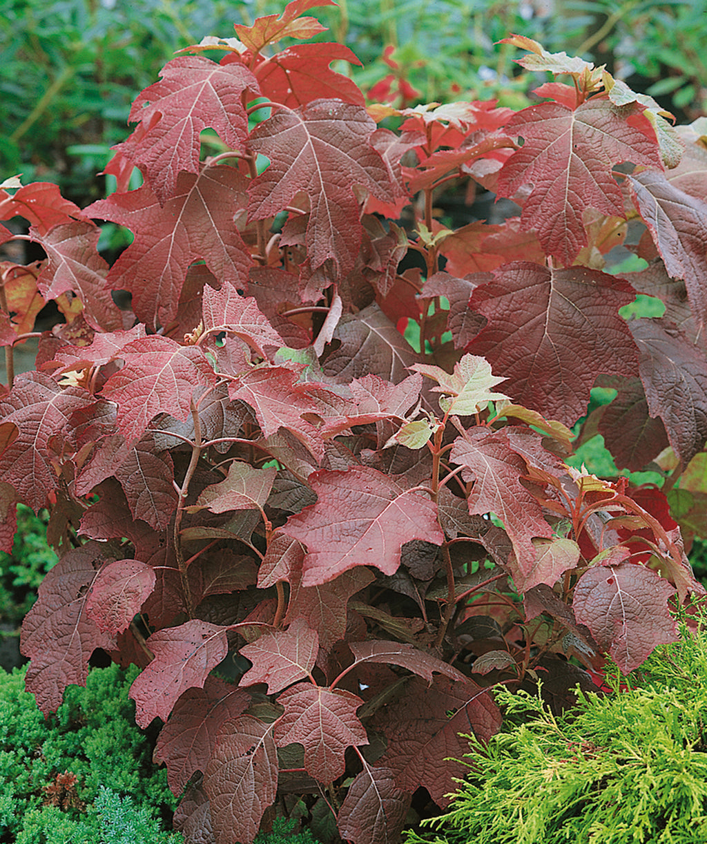 Alice Oakleaf Hydrangea planted in a fall landscape, leaves resembling that of an oak tree popping with dark red fall color