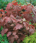 Alice Oakleaf Hydrangea planted in a fall landscape, leaves resembling that of an oak tree popping with dark red fall color