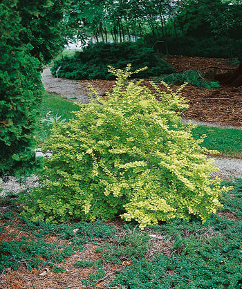 Dwarf Golden Barberry planted in a landscape, small round yellow to green foliage