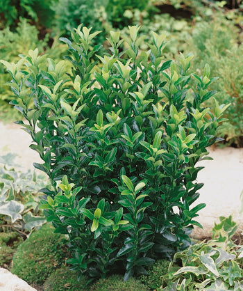 Green Spire Euonymus planted in a landscape, upright growing shrub with dark green to light green pyramidal shaped foliage