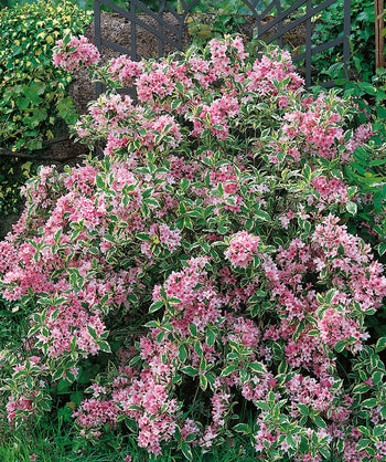 Variegated Dwarf Weigela planted in a landscape, lots of small pink tubular flowers emerging from crinkled looking conical shaped foliage that is green with white edges