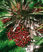 Close up of European Fan Palm Fruit, large clusters of small round dark red berries under long green palm fronds