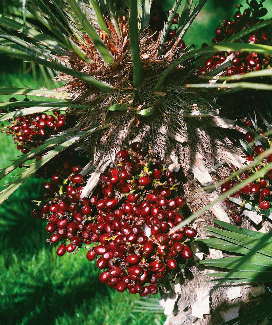 Close up of European Fan Palm Fruit, large clusters of small round dark red berries under long green palm fronds