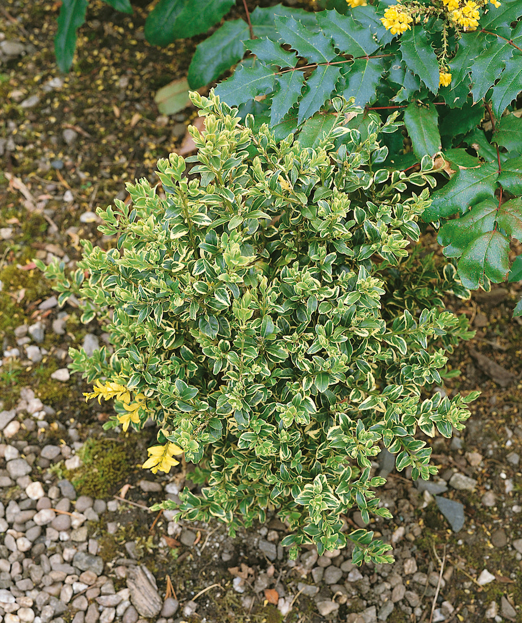 Close up of Variegated Boxwood planted in a landscape, evergreen shrub with small conical shaped foliage that is green and creamy white to yellow in color