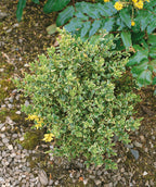 Close up of Variegated Boxwood planted in a landscape, evergreen shrub with small conical shaped foliage that is green and creamy white to yellow in color