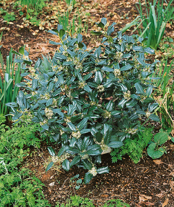 Nellie R. Stevens Holly planted in a landscape, pointy dark green foliage with small white flowers
