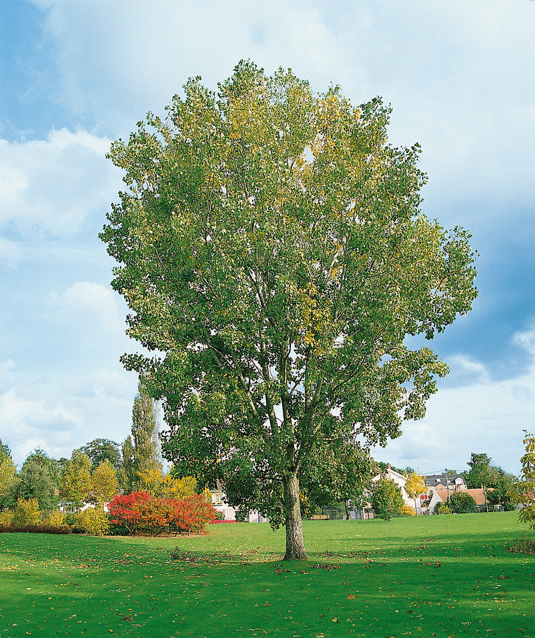 Siouxland Poplar planted in a landscape, slightly upright branching with green leaves and a fissured trunk
