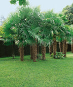 Several Windmill Palms planted in a landscape, long fronds that are green in color emerging from a brown hairy looking trunks