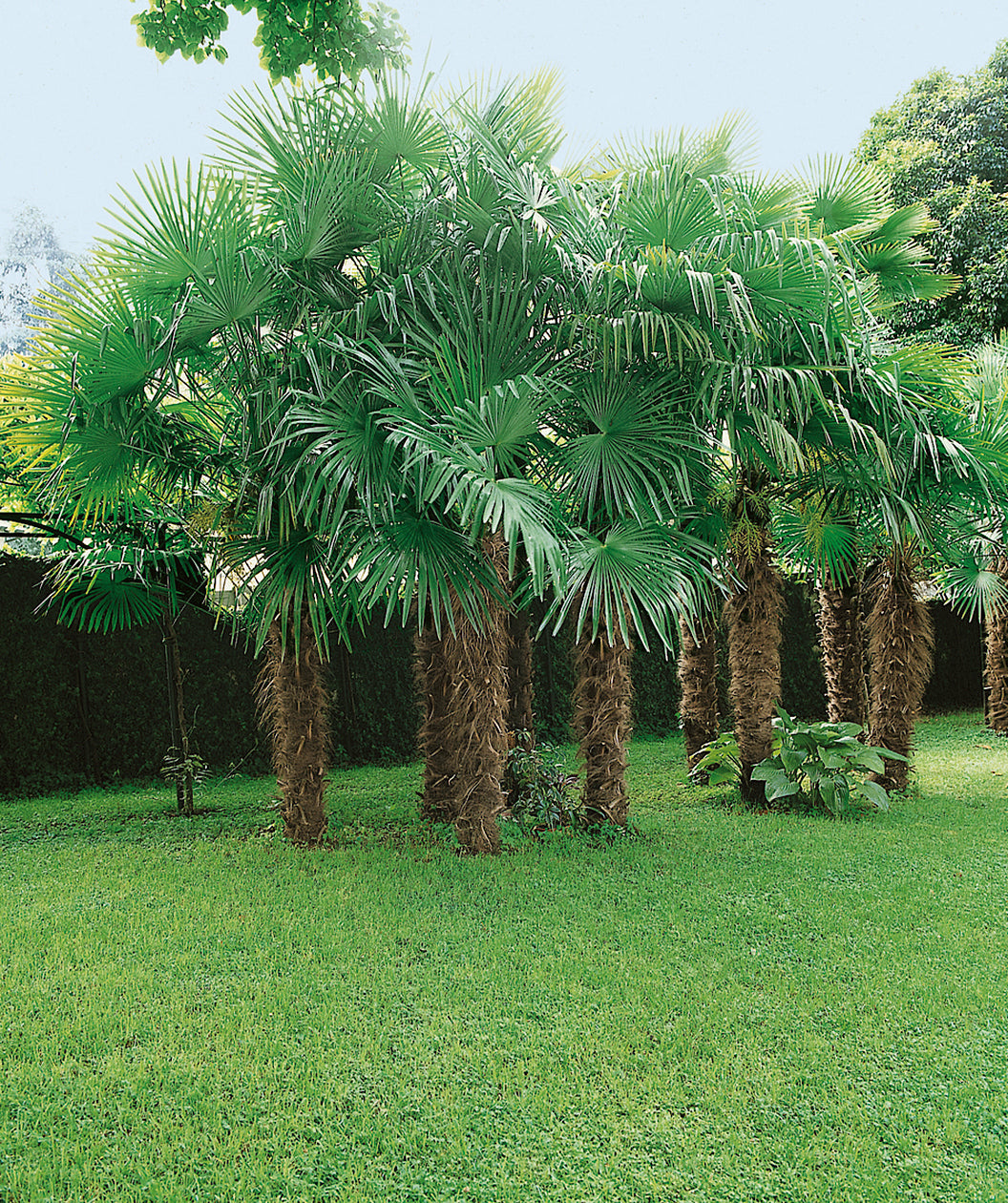 Several Windmill Palms planted in a landscape, long fronds that are green in color emerging from a brown hairy looking trunks