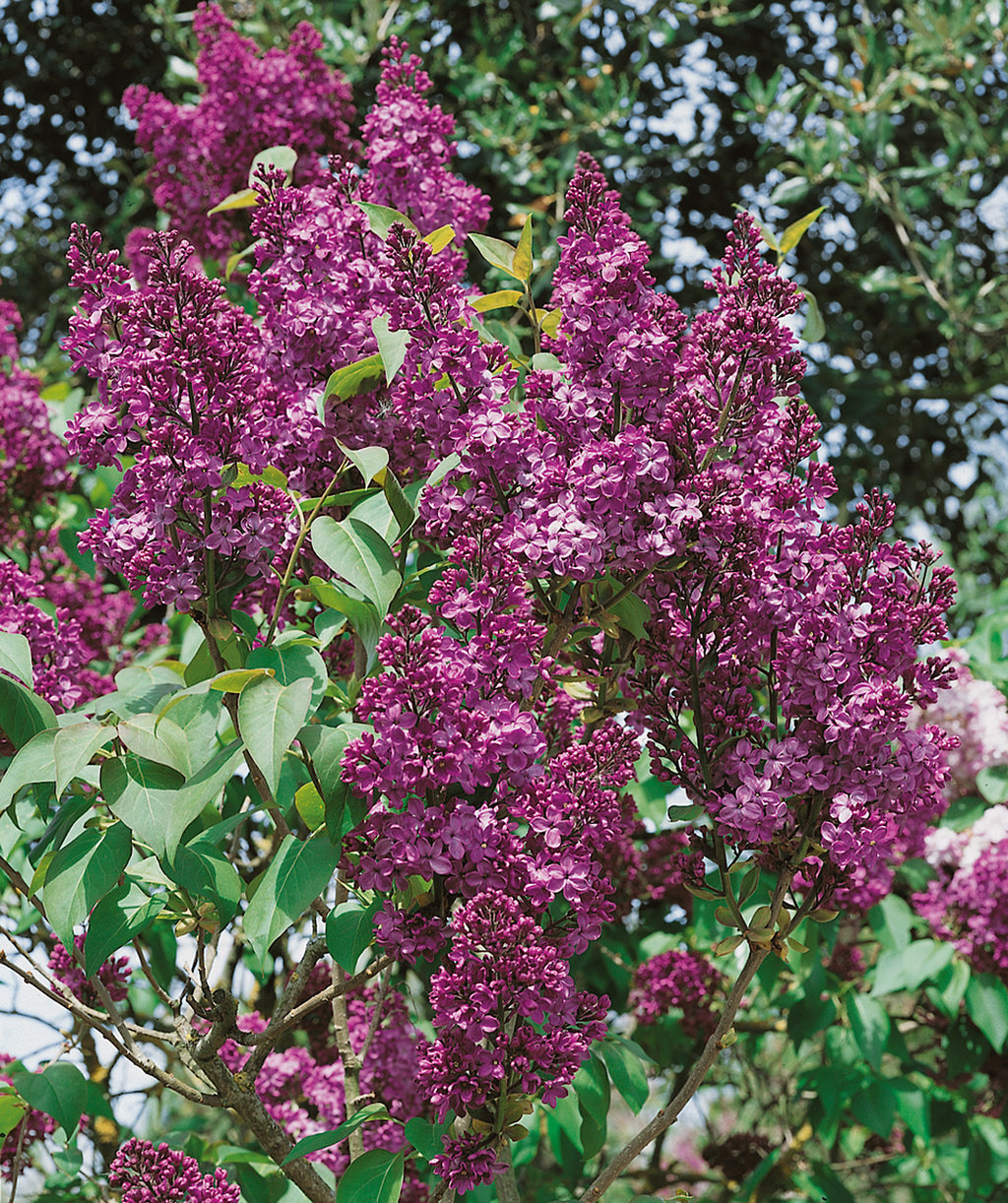 Close up of Ludwig Spaeth Lilac, various clusters of small purple flowers emerging from green conical shaped foliage
