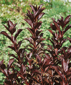 Close up of Wine & Roses Weigela foliage, purple colored conical shaped foliage