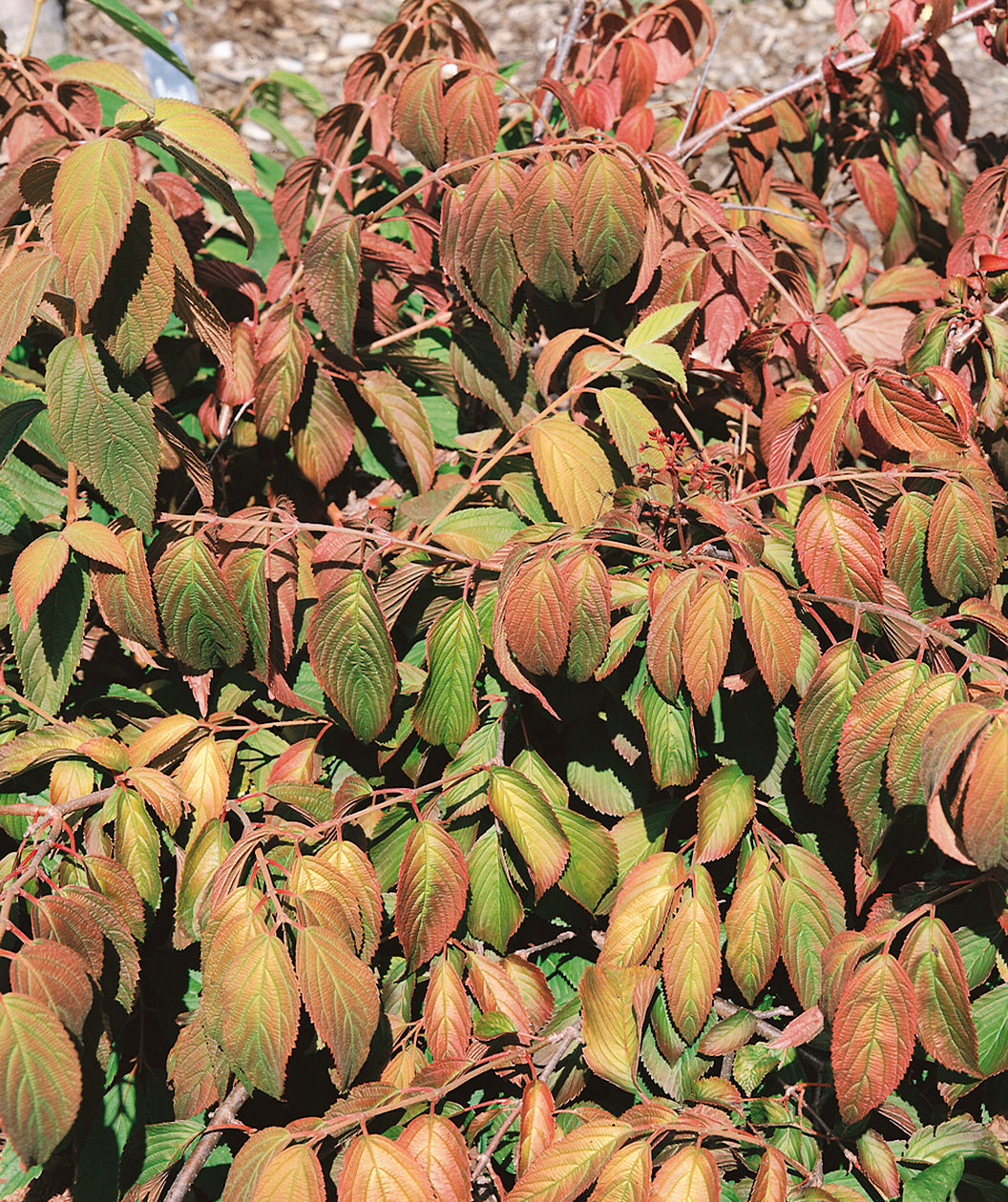 Marie's Doublefile Viburnum early fall foliage, in early fall the conical shaped foliage turns from green to shades of red and bronze