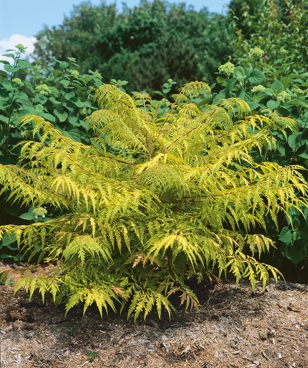 Tiger Eyes Staghorn Sumac planted in a landscape, uniquely shaped leaves that are yellow-green in color